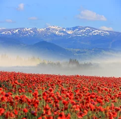 Zelfklevend Fotobehang Nice poppy field in mountains © Pavlo Klymenko