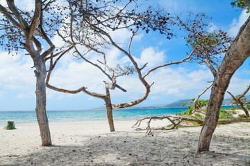 Obraz premium pine trees by the sea in Maria Pia beach