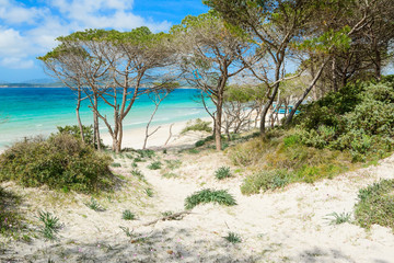 Fototapeta na wymiar pine trees in Maria Pia beach