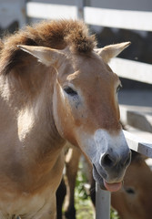 Fototapeta premium Przewalski's horse