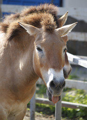 Fototapeta premium Przewalski's horse