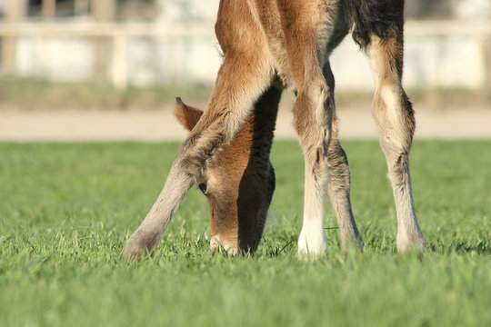 Cute foal eating grass.
