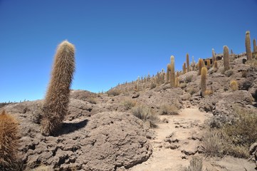 Island Inca Wasi - cactus island