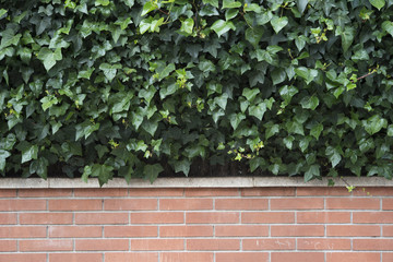 Green leaves wall background