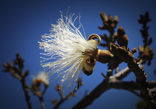 pseudobombax ellipticum
