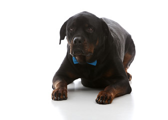 Formal Rottie