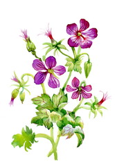 Colorful wildflowers illustration on white background