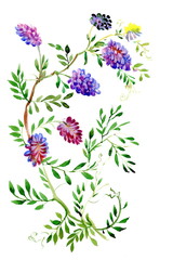 Fototapeta premium Colorful wildflowers illustration on white background