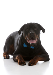 Fototapeta premium Formal Rottie