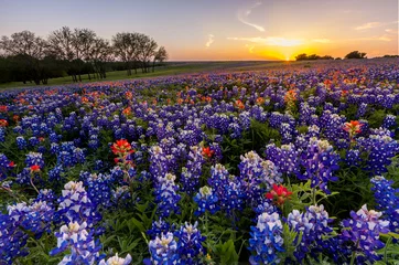 Gordijnen Texas wilde bloemen - bluebonnet ingediend bij zonsondergang © kanonsky