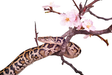 butter ball royal python moorish viper boa snake on a branch