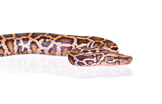 Close up of tiger python (Burmese Python) on white