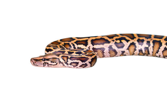 Close up of tiger python (Burmese Python) on white