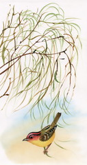 Watercolor illustration of bird on willow branch