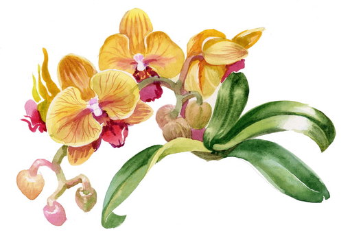 Watercolor colorful orchid flowers on white background
