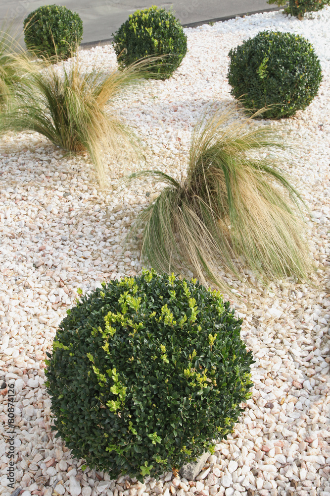 Poster Massif de buxus et graminées