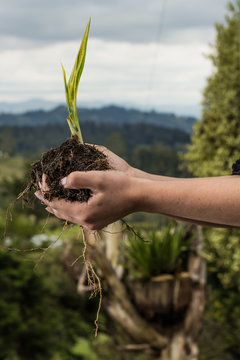 naturaleza en las manos