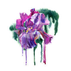 Fototapeta premium Watercolor flower. Purple iris.