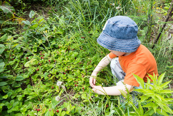young boy in a hat picking wild strawberries in the forest