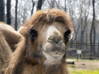 Fototapeta premium Bactrian camel (Camelus bactrianus) calf