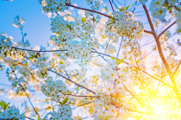 branches with flowers of blossoming cherry tree on sunrise flora