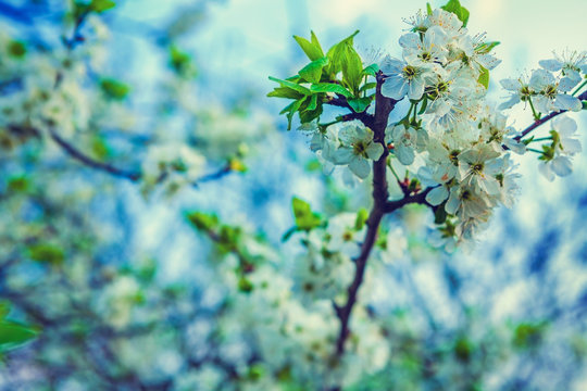 Fototapeta branch of blossoming cherry tree with white flowers floral backg