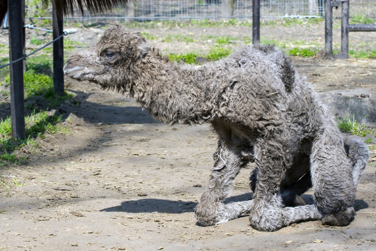 Bactrian camel (Camelus bactrianus) calf