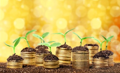 Wealth. Trees growing on pile of coins money over green and blue