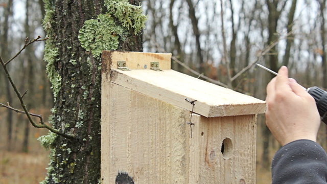 Young man puts new bird house nesting box on oak tree for birds