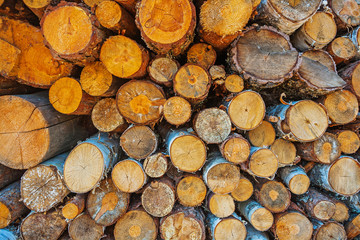 pile of tree trunks close up view