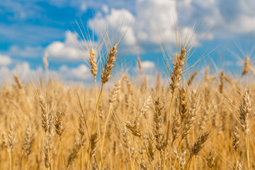 A wheat field, fresh crop of wheat