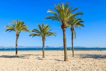 Fototapeta na wymiar Palm trees on sandy Alcudia beach, Majorca island, Spain