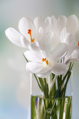White crocus in glass vase on light background