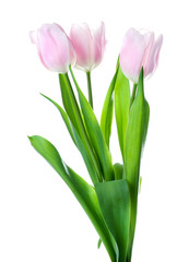 Color tulips isolated on white