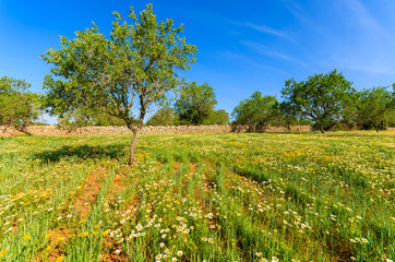 Fototapeta na wymiar Spring flowers in countryside landscape of Majorca island, Spain