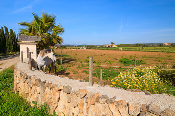 Fototapeta premium Horses on farm in countryside landscape of Majorca island, Spain