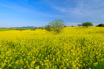 Fototapeta premium Canola field in spring landscape of Majorca island, Spain