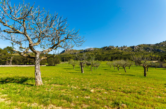 Countryside landscape of Majorca island in spring, Spain