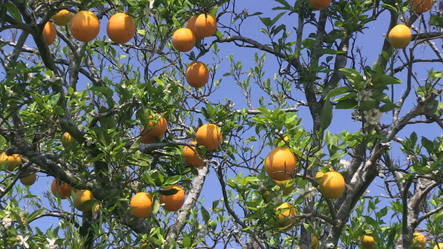 Oranges on a tree