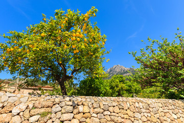 Lemon tree in spring in Deia village, Majorca island, Spain