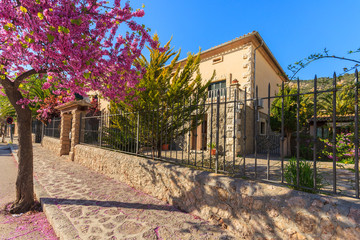 Blooming tree on street in Valdemossa village, Majorca island
