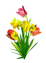 spring flowers tulips isolated on white background. narcissus