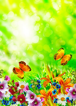 Summer landscape. flowers and butterflies