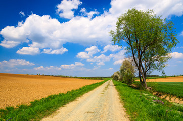 Fototapeta na wymiar Countryside road in spring landscape of Burgenland, Austria