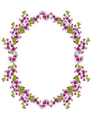 mallow flowers isolated on white background. frame