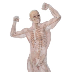 Obraz premium 人体