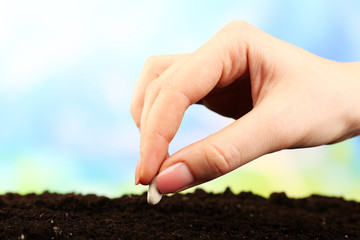 Female hand planting white bean seed in soil on blurred background