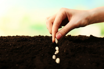 Female hand planting white bean seeds in soil on blurred background