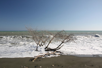 République Dominicaine - Arbre mort © odjectif