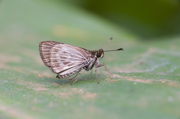 Obraz premium Borboleta da família Hesperiidae